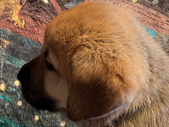 chinook puppy